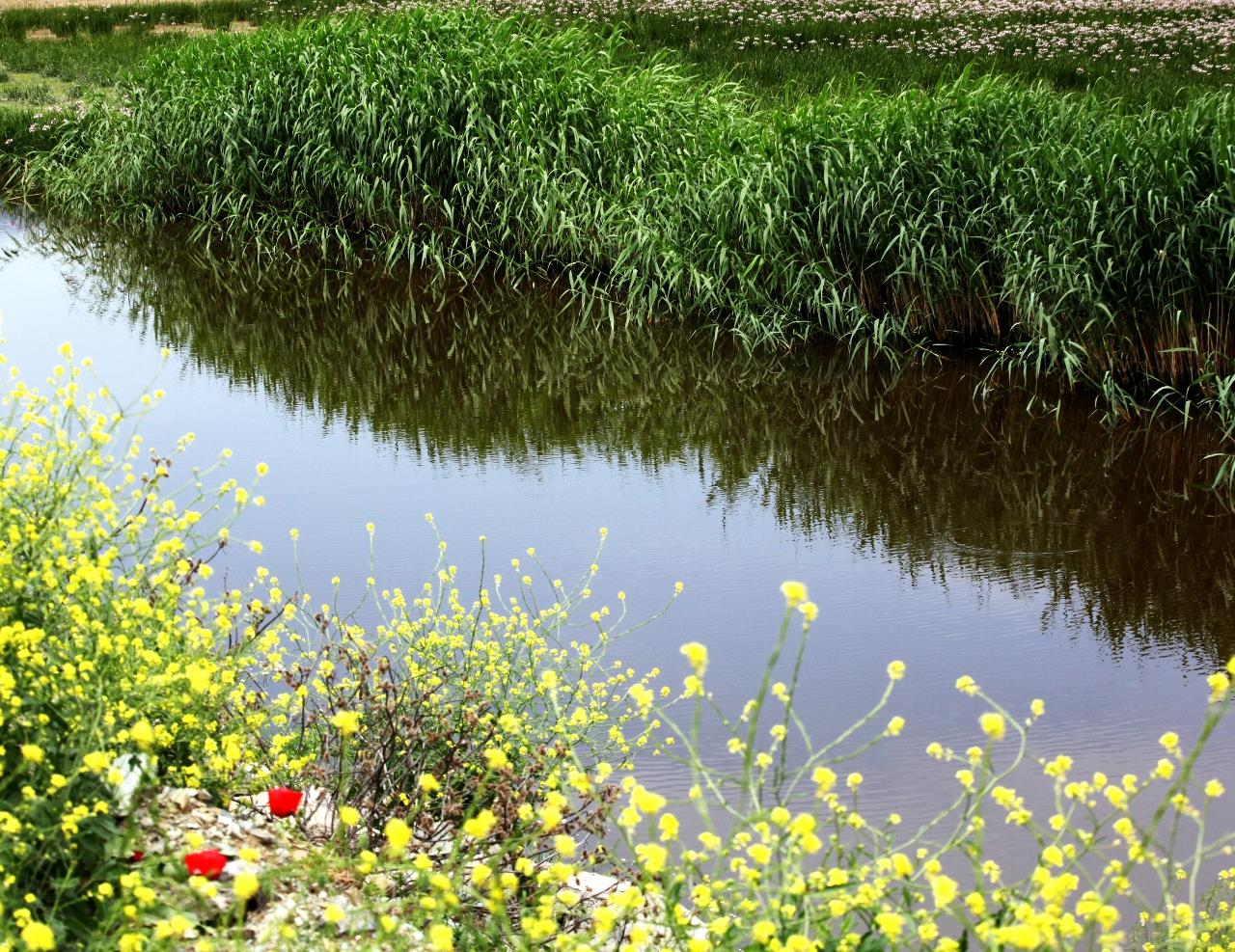 K.MARAŞ GAV R GÖLÜ SERVET  YG N  1   1280x987 .jpg