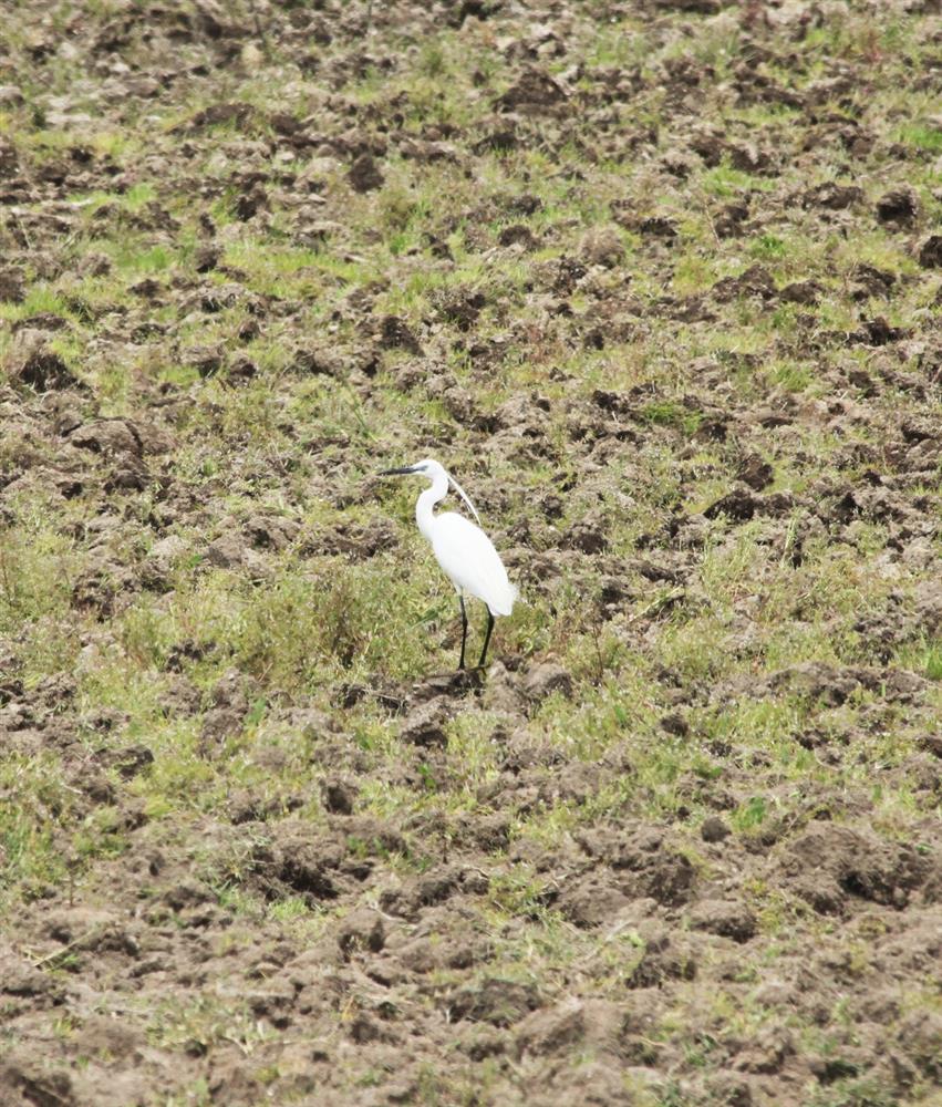 K.MARAŞ GAV R GÖLÜ SERVET  YG N  6   1089x1280 .jpg